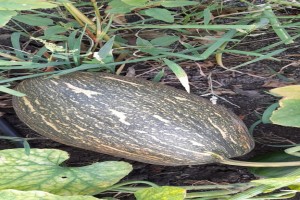 Pumpkin from India